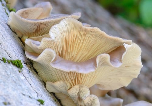What's so powerful about mushrooms? Q+A with Radical Mycologist Peter McCoy